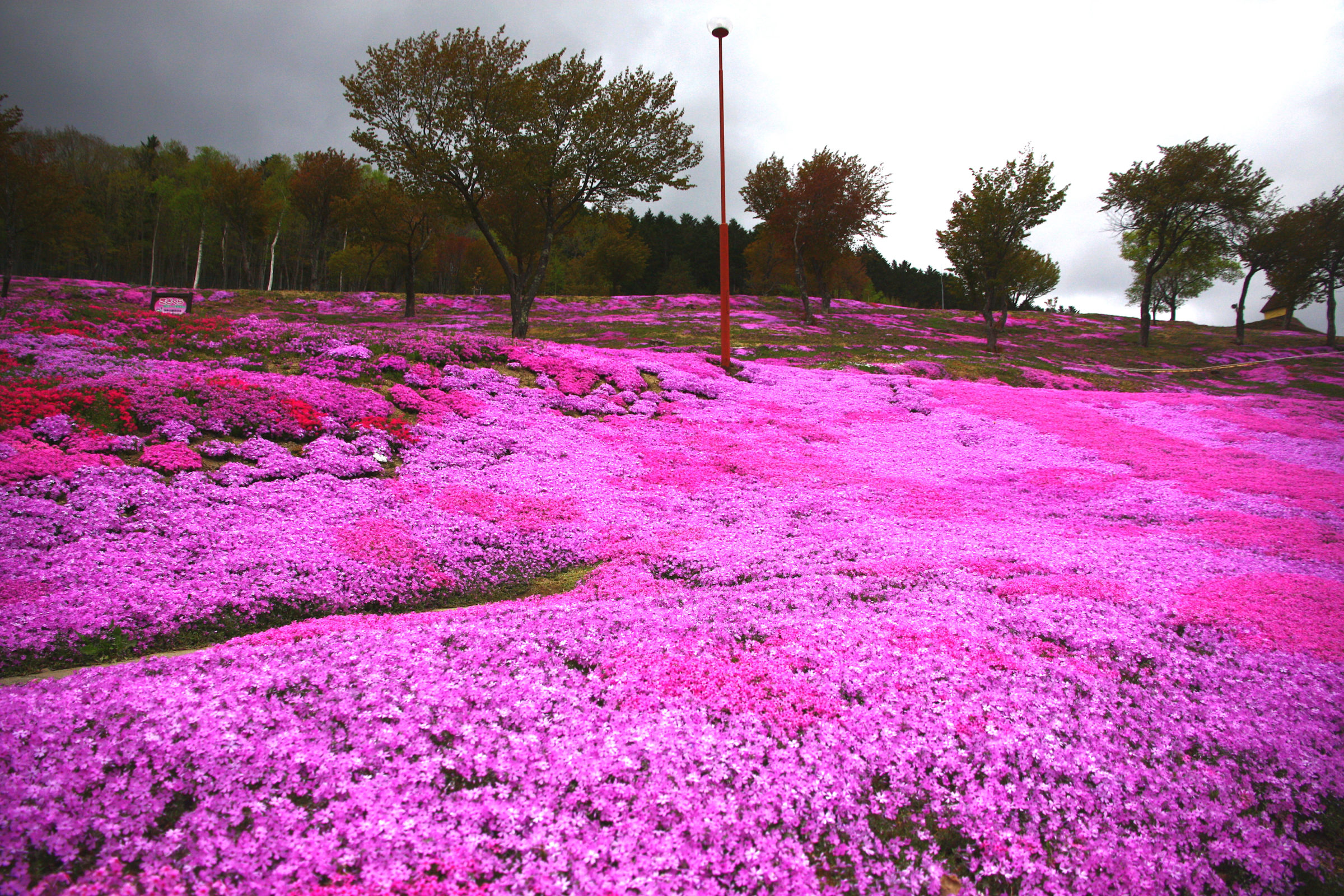 Takinoue Park 71 / Shibazakura Festival - Jayndee