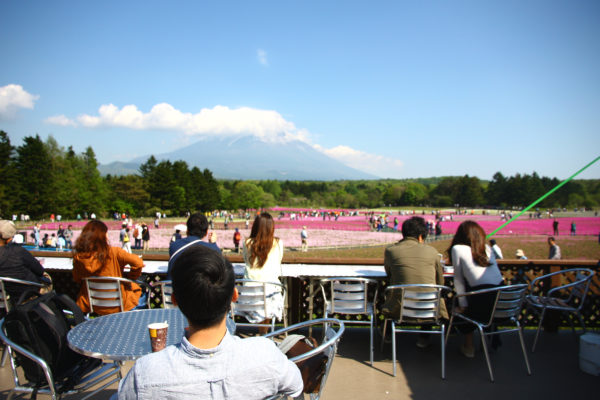 Shibazakura Festival Fuji 41