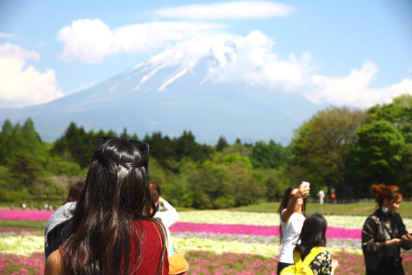 Shibazakura Festival Fuji 9