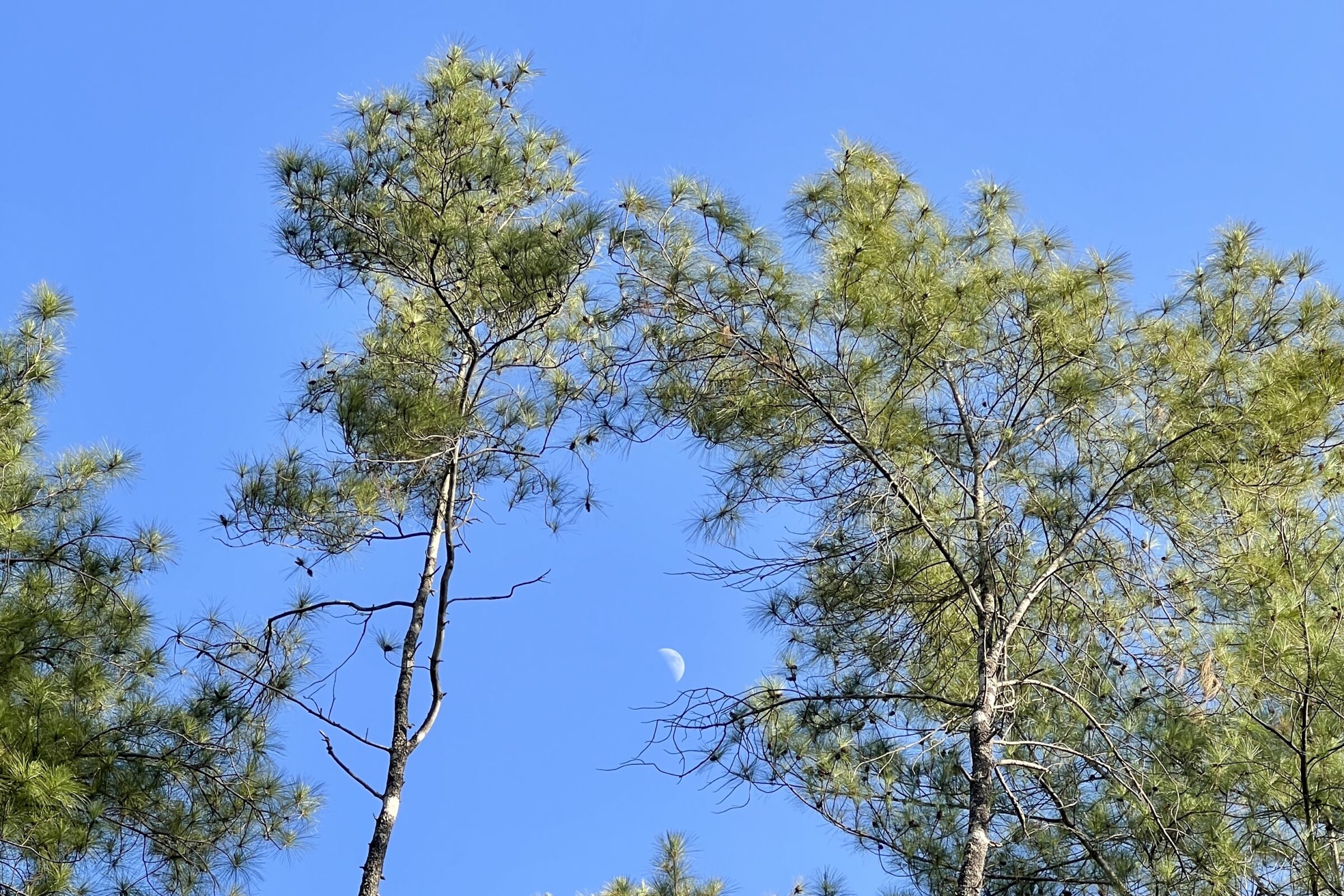J+D in Chiang Mai: Sharpening Our Axes